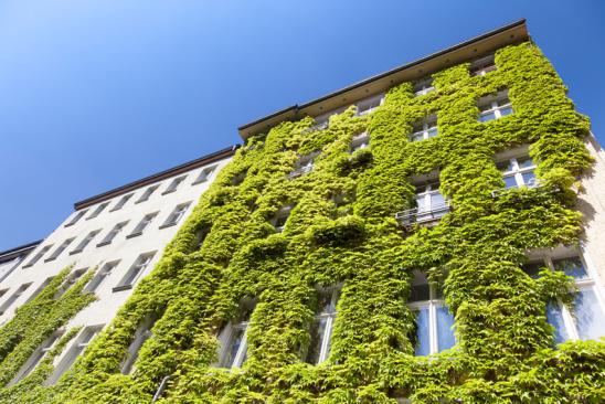 Nachhaltige Immobilien: begrünte Hausfassade