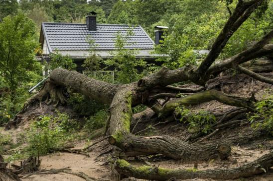 Durch Sturm umgestürzter Baum