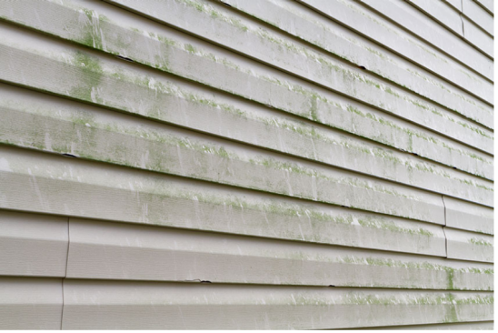 Fassadenreinigung: Schmutz und Algen selbst entfernen?