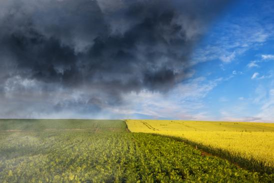 Collapse of weather - Dark stormy clouds over wheat field.