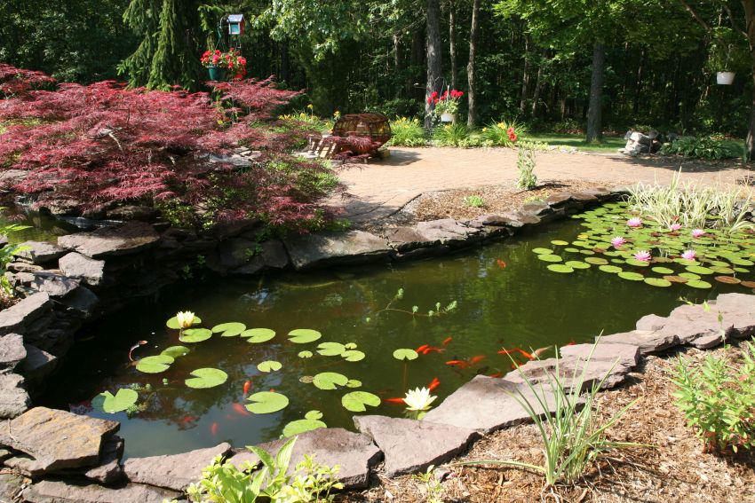 a backyard koi pondClick on the thumbnail to discover more photos of backyard landscaping and ponds. Thanks!